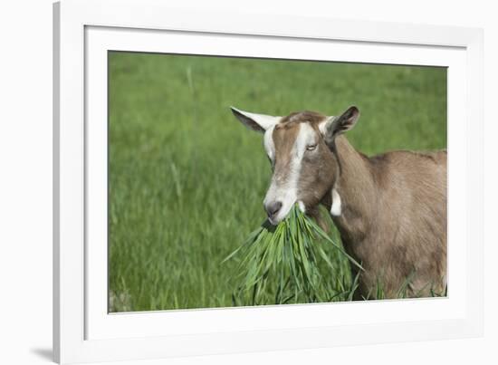 Toggenburg Dairy Goat(S) Doe in Spring Pasture, East Troy, Wisconsin, USA-Lynn M^ Stone-Framed Photographic Print