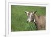 Toggenburg Dairy Goat(S) Doe in Spring Pasture, East Troy, Wisconsin, USA-Lynn M^ Stone-Framed Photographic Print