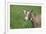 Toggenburg Dairy Goat(S) Doe in Spring Pasture, East Troy, Wisconsin, USA-Lynn M^ Stone-Framed Photographic Print