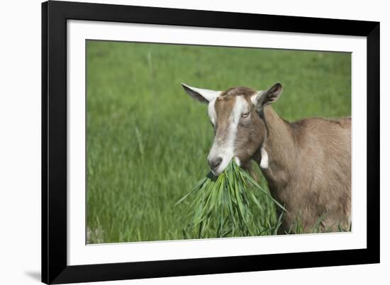 Toggenburg Dairy Goat(S) Doe in Spring Pasture, East Troy, Wisconsin, USA-Lynn M^ Stone-Framed Photographic Print