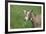 Toggenburg Dairy Goat(S) Doe in Spring Pasture, East Troy, Wisconsin, USA-Lynn M^ Stone-Framed Photographic Print