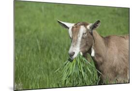 Toggenburg Dairy Goat(S) Doe in Spring Pasture, East Troy, Wisconsin, USA-Lynn M^ Stone-Mounted Photographic Print