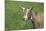 Toggenburg Dairy Goat(S) Doe in Spring Pasture, East Troy, Wisconsin, USA-Lynn M^ Stone-Mounted Photographic Print