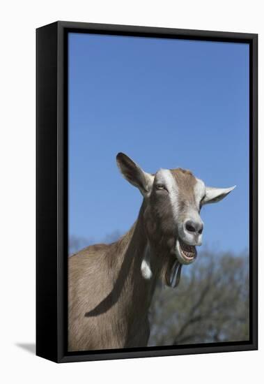 Toggenburg Dairy Goat(S) in Spring Pasture, East Troy, Wisconsin, USA-Lynn M^ Stone-Framed Stretched Canvas