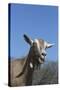 Toggenburg Dairy Goat(S) in Spring Pasture, East Troy, Wisconsin, USA-Lynn M^ Stone-Stretched Canvas