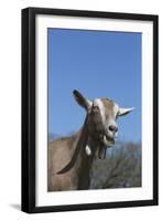 Toggenburg Dairy Goat(S) in Spring Pasture, East Troy, Wisconsin, USA-Lynn M^ Stone-Framed Photographic Print