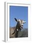 Toggenburg Dairy Goat(S) in Spring Pasture, East Troy, Wisconsin, USA-Lynn M^ Stone-Framed Photographic Print