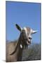 Toggenburg Dairy Goat(S) in Spring Pasture, East Troy, Wisconsin, USA-Lynn M^ Stone-Mounted Photographic Print