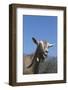 Toggenburg Dairy Goat(S) in Spring Pasture, East Troy, Wisconsin, USA-Lynn M^ Stone-Framed Photographic Print