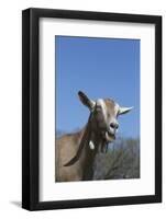 Toggenburg Dairy Goat(S) in Spring Pasture, East Troy, Wisconsin, USA-Lynn M^ Stone-Framed Photographic Print