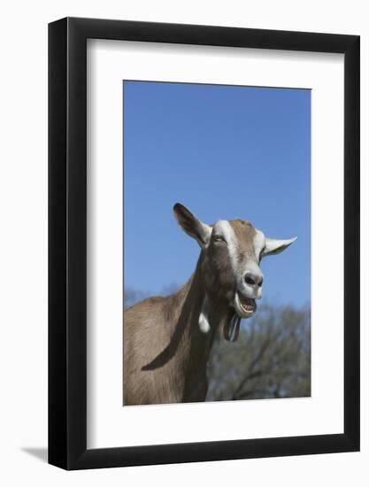 Toggenburg Dairy Goat(S) in Spring Pasture, East Troy, Wisconsin, USA-Lynn M^ Stone-Framed Photographic Print