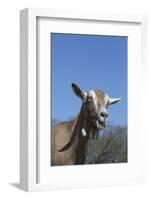 Toggenburg Dairy Goat(S) in Spring Pasture, East Troy, Wisconsin, USA-Lynn M^ Stone-Framed Photographic Print