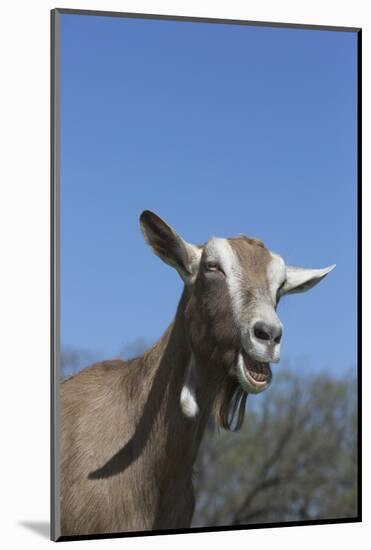 Toggenburg Dairy Goat(S) in Spring Pasture, East Troy, Wisconsin, USA-Lynn M^ Stone-Mounted Photographic Print