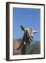 Toggenburg Dairy Goat(S) in Spring Pasture, East Troy, Wisconsin, USA-Lynn M^ Stone-Framed Photographic Print