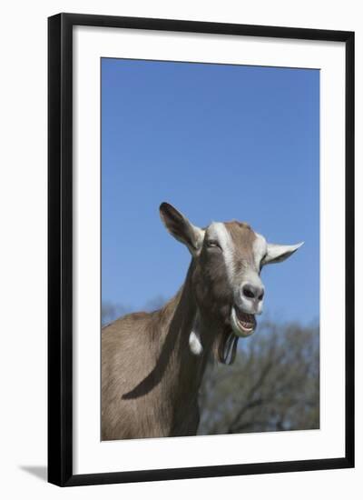 Toggenburg Dairy Goat(S) in Spring Pasture, East Troy, Wisconsin, USA-Lynn M^ Stone-Framed Photographic Print