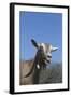 Toggenburg Dairy Goat(S) in Spring Pasture, East Troy, Wisconsin, USA-Lynn M^ Stone-Framed Photographic Print