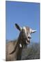 Toggenburg Dairy Goat(S) in Spring Pasture, East Troy, Wisconsin, USA-Lynn M^ Stone-Mounted Photographic Print