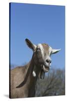 Toggenburg Dairy Goat(S) in Spring Pasture, East Troy, Wisconsin, USA-Lynn M^ Stone-Stretched Canvas