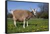 Toggenburg Goat (Female)-Lynn M^ Stone-Framed Stretched Canvas