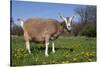 Toggenburg Goat (Female)-Lynn M^ Stone-Stretched Canvas