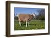 Toggenburg Goat (Female)-Lynn M^ Stone-Framed Photographic Print