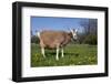 Toggenburg Goat (Female)-Lynn M^ Stone-Framed Photographic Print