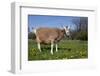 Toggenburg Goat (Female)-Lynn M^ Stone-Framed Photographic Print