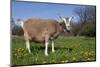 Toggenburg Goat (Female)-Lynn M^ Stone-Mounted Photographic Print