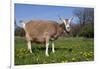 Toggenburg Goat (Female)-Lynn M^ Stone-Framed Photographic Print