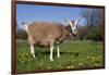 Toggenburg Goat (Female)-Lynn M^ Stone-Framed Photographic Print