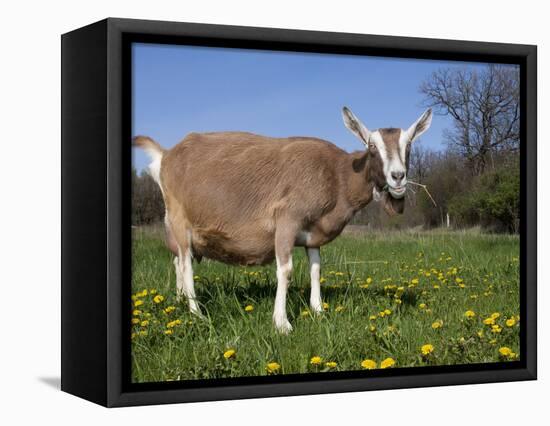 Toggerburg Goat (Wisconsin, in Pasture-Lynn M^ Stone-Framed Stretched Canvas