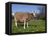 Toggerburg Goat (Wisconsin, in Pasture-Lynn M^ Stone-Framed Stretched Canvas