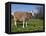 Toggerburg Goat (Wisconsin, in Pasture-Lynn M^ Stone-Framed Stretched Canvas