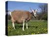 Toggerburg Goat (Wisconsin, in Pasture-Lynn M^ Stone-Stretched Canvas