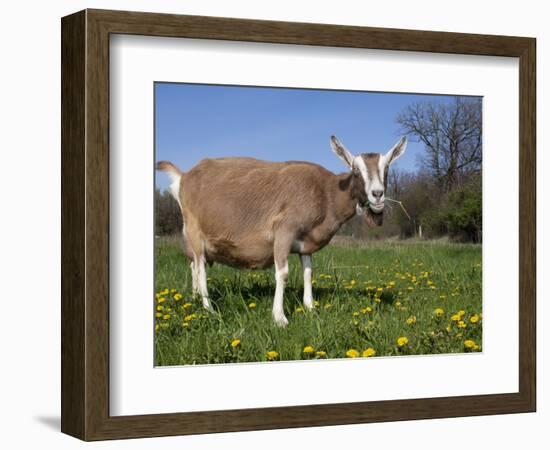 Toggerburg Goat (Wisconsin, in Pasture-Lynn M^ Stone-Framed Photographic Print