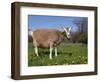 Toggerburg Goat (Wisconsin, in Pasture-Lynn M^ Stone-Framed Photographic Print