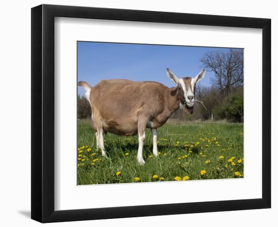 Toggerburg Goat (Wisconsin, in Pasture-Lynn M^ Stone-Framed Photographic Print