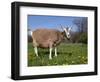 Toggerburg Goat (Wisconsin, in Pasture-Lynn M^ Stone-Framed Photographic Print