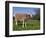 Toggerburg Goat (Wisconsin, in Pasture-Lynn M^ Stone-Framed Photographic Print