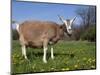 Toggerburg Goat (Wisconsin, in Pasture-Lynn M^ Stone-Mounted Photographic Print