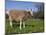 Toggerburg Goat (Wisconsin, in Pasture-Lynn M^ Stone-Mounted Photographic Print