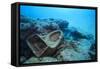 Toilet Bowl Resting on Coral Reef in Dominican Republic-Paul Souders-Framed Stretched Canvas