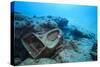 Toilet Bowl Resting on Coral Reef in Dominican Republic-Paul Souders-Stretched Canvas