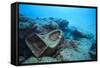 Toilet Bowl Resting on Coral Reef in Dominican Republic-Paul Souders-Framed Stretched Canvas