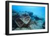 Toilet Bowl Resting on Coral Reef in Dominican Republic-Paul Souders-Framed Photographic Print