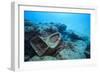 Toilet Bowl Resting on Coral Reef in Dominican Republic-Paul Souders-Framed Photographic Print