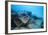 Toilet Bowl Resting on Coral Reef in Dominican Republic-Paul Souders-Framed Photographic Print