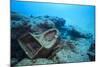 Toilet Bowl Resting on Coral Reef in Dominican Republic-Paul Souders-Mounted Photographic Print
