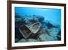 Toilet Bowl Resting on Coral Reef in Dominican Republic-Paul Souders-Framed Photographic Print