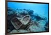 Toilet Bowl Resting on Coral Reef in Dominican Republic-Paul Souders-Framed Photographic Print